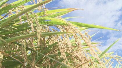 高温少雨も…「生産者の栽培管理で高い食味に」福井のブランド米「いちほまれ」　食味ランキングで4年連続で最高評価「特A 」　今年は去年より1000トン増産