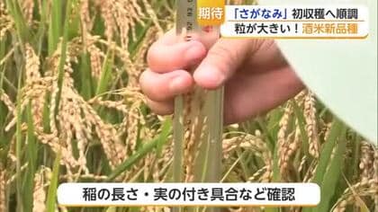 9年かけて開発！佐賀県の新品種酒米「さがなみ」初収穫へ 来春には日本酒販売も【佐賀県】