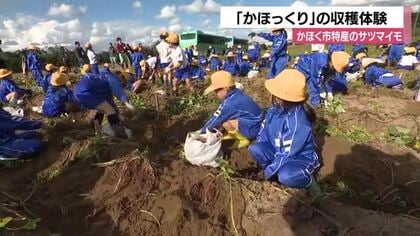「掘れてうれしい！」旬のサツマイモ「かほっくり」の収穫を地元の子どもたちが体験