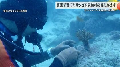 サンシャイン水族館で育ったサンゴを恩納村の海に　保全活動で苗を植え付け