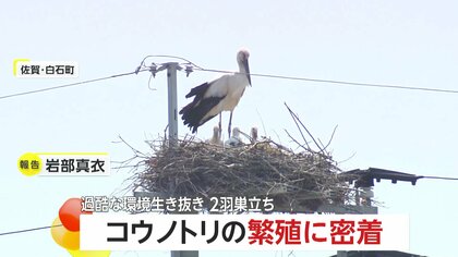 幸運を運ぶ夫婦鳥 幸せを運ぶ鳥」コウノトリの繁殖に密着 過酷な環境生き抜き2羽巣立ち
