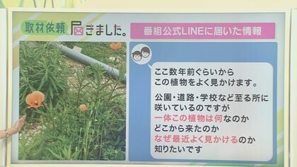 道端に咲く“オレンジの謎の花”の正体…強い繁殖力の「ナガミヒナゲシ