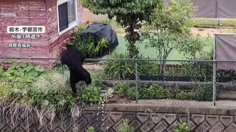 宇都宮市クマ1頭捕獲も“複数のクマいる可能性ある”　あすも市立の小中学校を一斉休校、引き続き警戒へ