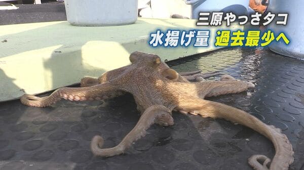 三原やっさタコ」ブランド推進中に”不漁”の逆風 地元の漁師や飲食店に