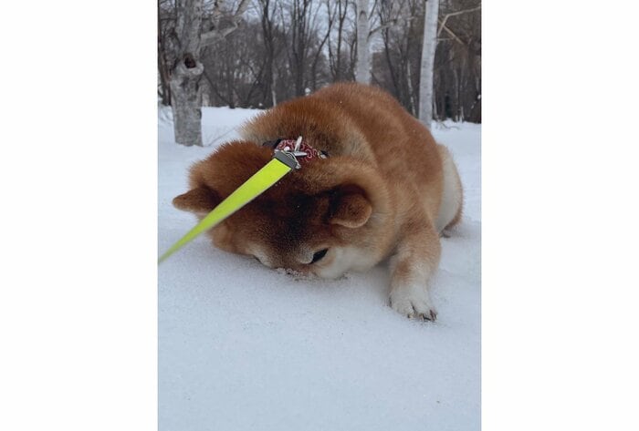 提供:柴犬ハルさん