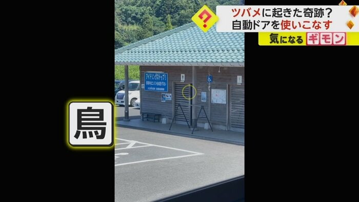 トイレの中にツバメが入る(森久拓也@眼遊)