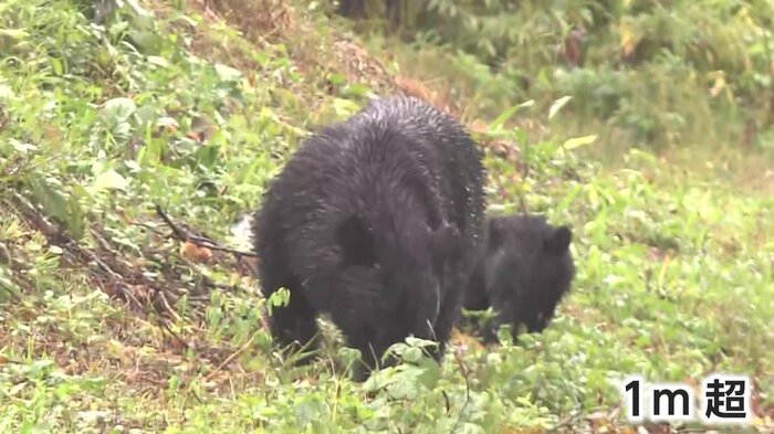 母親とみられるクマの体長は1メートル以上あった