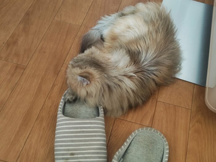 田中さんのスリッパの上で眠るチヂミちゃん
