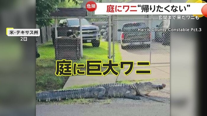 庭に姿を現したワニ