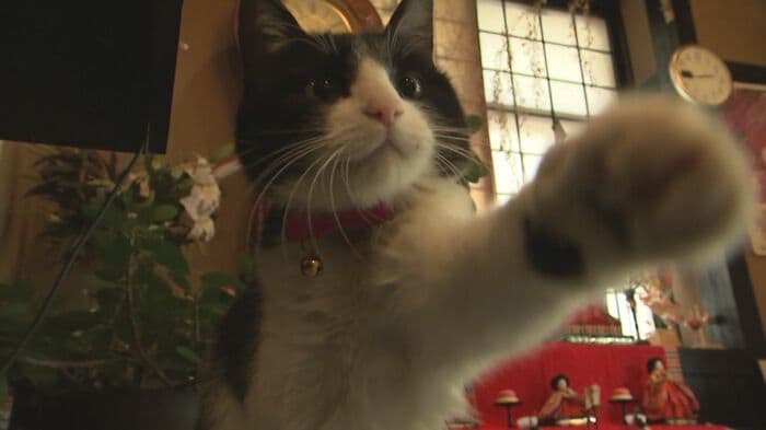 看板猫「かぼす」