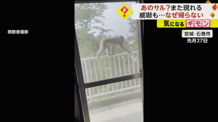 ベランダの手すりにサルが乗っている