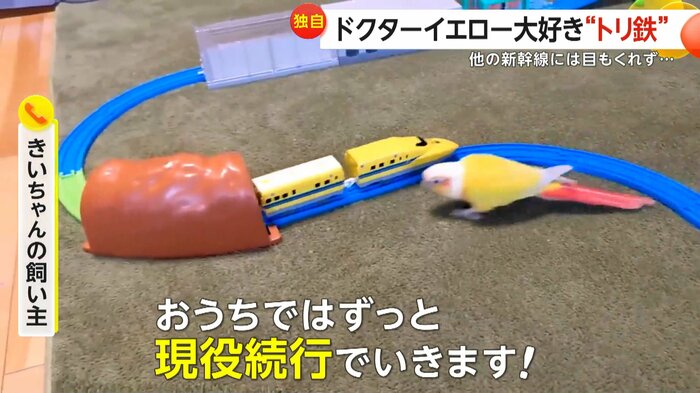 「おうちではずっと現役続行でいきます」と話す飼い主(視聴者撮影)