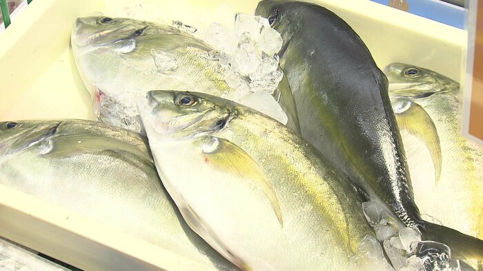 高級魚「シマアジ」に長崎特産の柑橘「ゆうこう」をエサに混ぜて養殖した「戸石ゆうこうシマアジ」