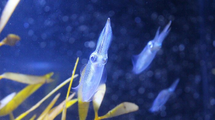 水中でサファイアのように青く発光するホタルイカ
