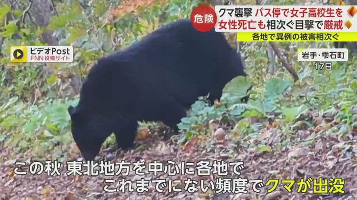人里のすぐ近くでクマの目撃情報が相次いでいる(岩手・雫石町 10月17日)