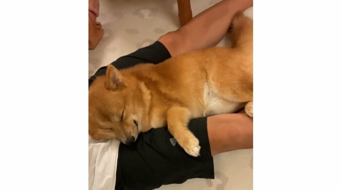長時間の留守番ができない甘えん坊だという