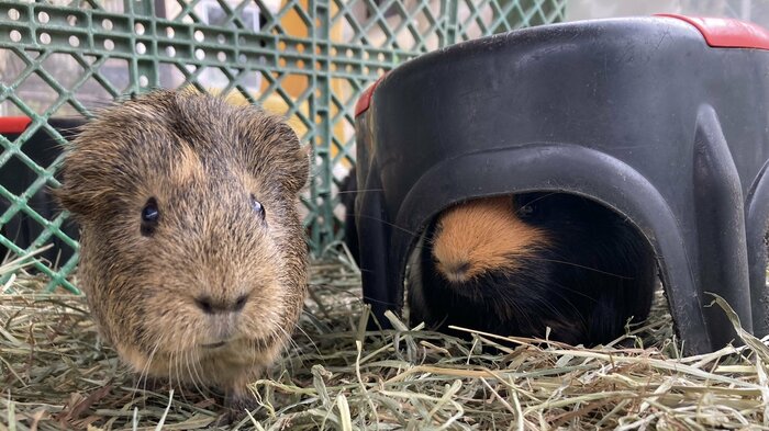 双子でよく一緒にいる(提供:須坂市動物園)