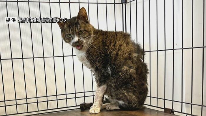 収容直後の「マツ」（提供：長野市保健所動物愛護センター）