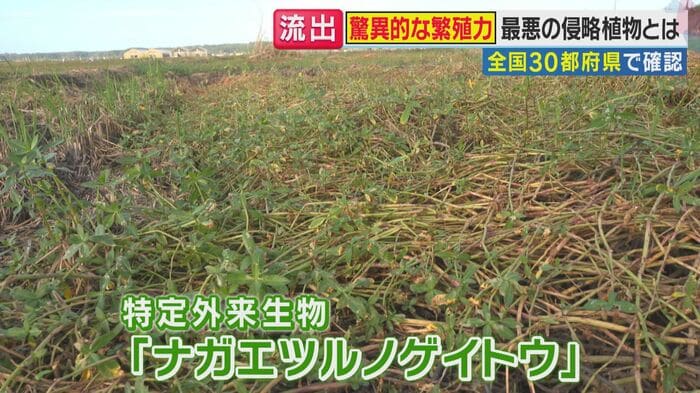 ナガエツルノゲイトウ(関西テレビ「旬感LIVE とれたてっ!」より)