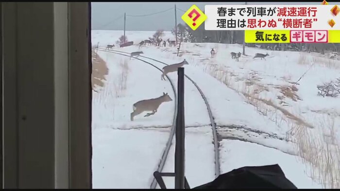 線路を飛び越えていくシカ