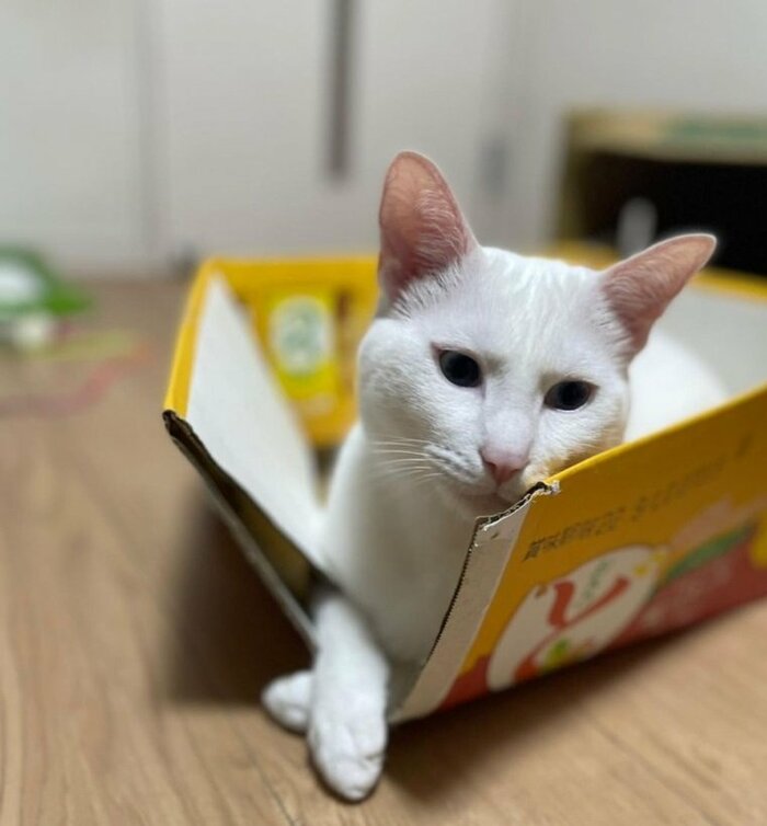 保護から10カ月目のアル君。大きくなった体でダンボールにすっぽり