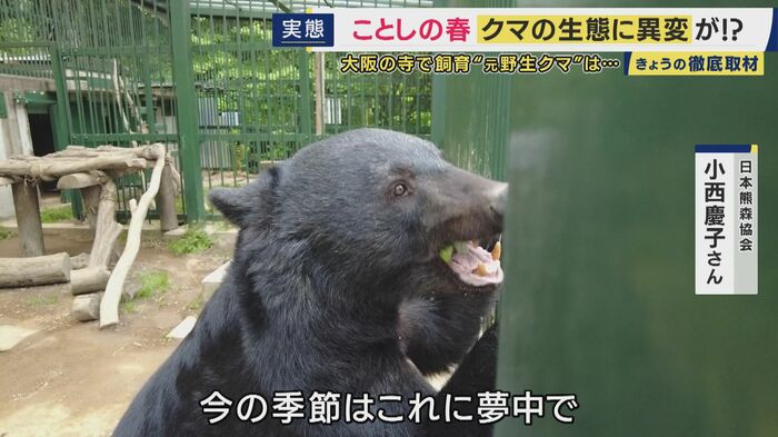 高代寺のクマ「とよ」