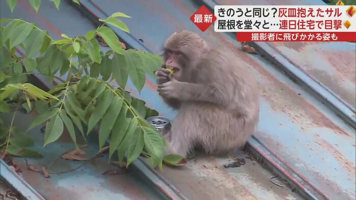 足で灰皿を押さえながら木の実をぱくり