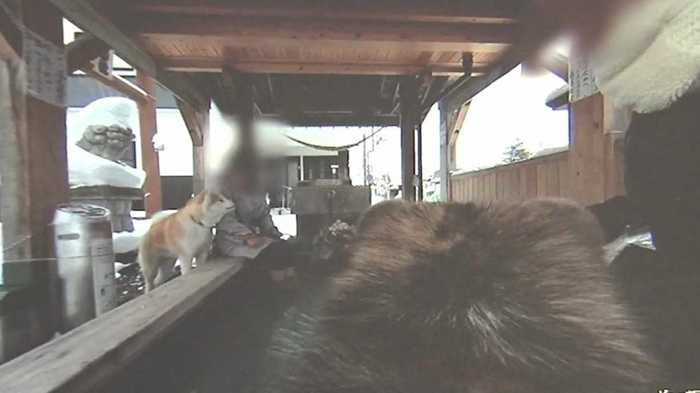 世界的ブーム!秋田犬の目線で観光案内