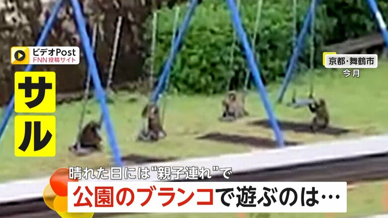 家の真裏の公園で…「早く代わってよ」ブランコで人間のように遊ぶ5、6匹のサル　住人「来るのは珍しくない。多いときは10匹以上」　京都・舞鶴市｜FNNプライムオンライン