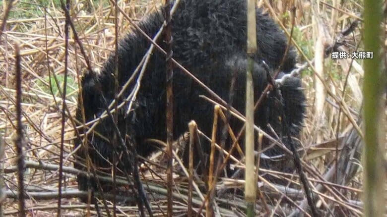 【独自】「普段は猫とか映っているが」岩手・紫波町の防犯カメラに熊が…　福島県「浜通り」で初めて捕獲も｜FNNプライムオンライン