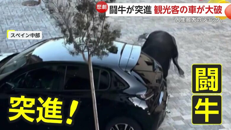 「人生最大のショック」暴走の闘牛が車に突進！「闘牛レース」知らずに観光客が近くに止め大破した車に呆然　スペイン｜FNNプライムオンライン