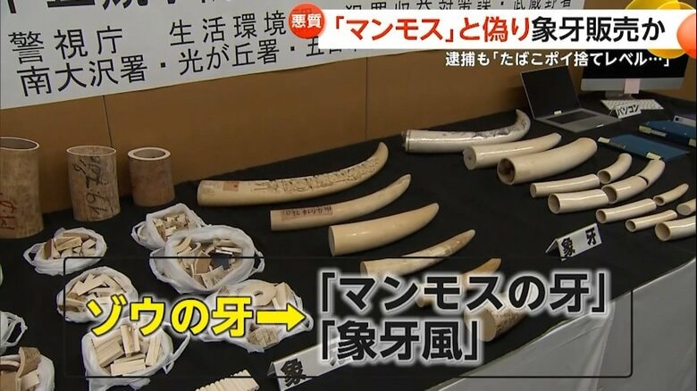 【悪質】取引規制の「象牙」を規制外の「マンモスの牙」と偽り密売「年商1億円」醍醐信昌容疑者（58）ら家族4人逮捕「たばこポイ捨てレベルと思っていた」　埼玉・草加市｜FNNプライムオンライン