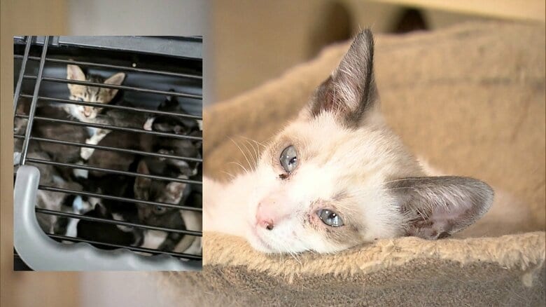ネコ17匹をキャリーケースに入れ投棄…動物愛護団体も驚愕「命として大切に扱って」“多頭飼育崩壊”に警鐘｜FNNプライムオンライン
