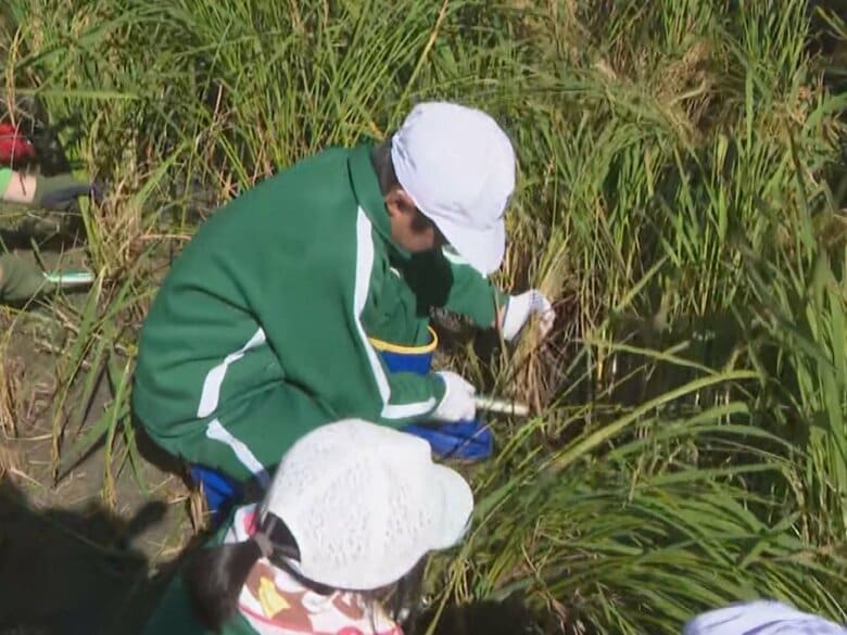 小学生が学校近くの田んぼで栽培してきたブランド米を収穫 冬のイベントで五平餅をつくる予定 愛知県豊田市｜FNNプライムオンライン