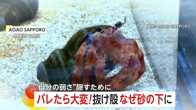 “抜け殻”を隠すソメンヤドカリ　脱皮後は皮が柔らかく…“弱さ”隠すための習性　北海道・札幌市「AOAO SAPPORO」｜FNNプライムオンライン