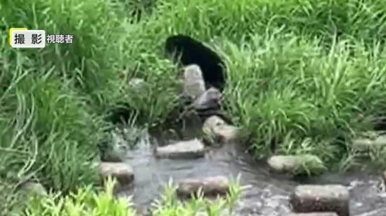 河川敷に現れたクマを観光客が撮影　「下流での目撃はことし初」米沢市中心部でクマの目撃相次ぐ【山形発】｜FNNプライムオンライン
