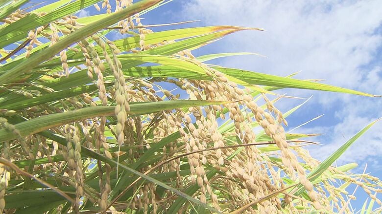 高温少雨も…「生産者の栽培管理で高い食味に」福井のブランド米「いちほまれ」　食味ランキングで4年連続で最高評価「特A 」　今年は去年より1000トン増産｜FNNプライムオンライン