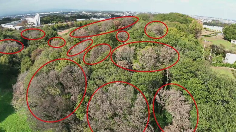 【異変】“トトロの森”が茶色く変色…2年で12倍の“ナラ枯れ”被害深刻　市と企業がドローン・AI活用の実証実験進める｜FNNプライムオンライン