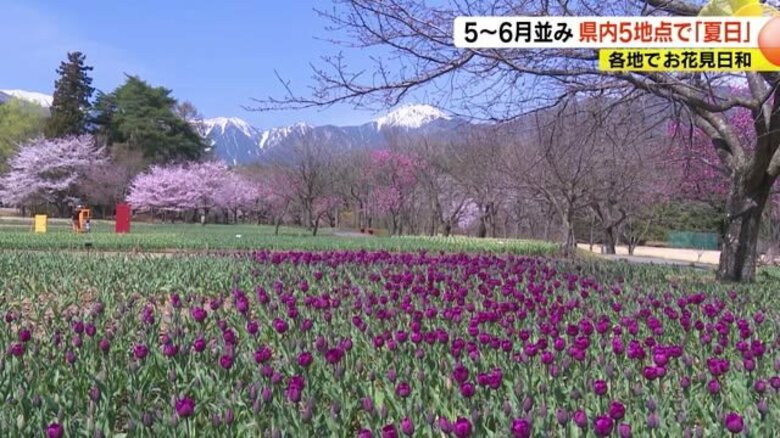 残雪の山に桜　長野県内5地点で「夏日」5～6月並み　これから29万球のチューリップも　｜FNNプライムオンライン