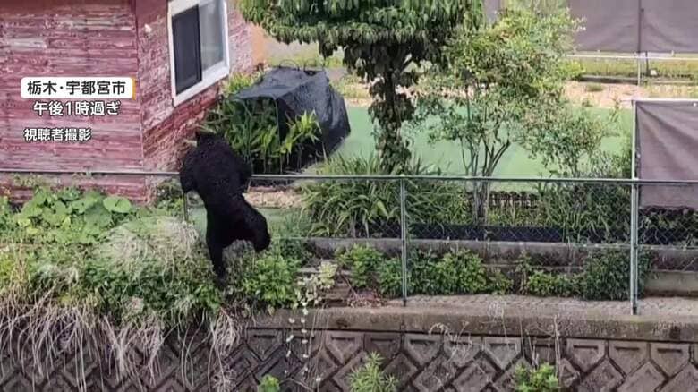 宇都宮市クマ1頭捕獲も“複数のクマいる可能性ある”　あすも市立の小中学校を一斉休校、引き続き警戒へ｜FNNプライムオンライン