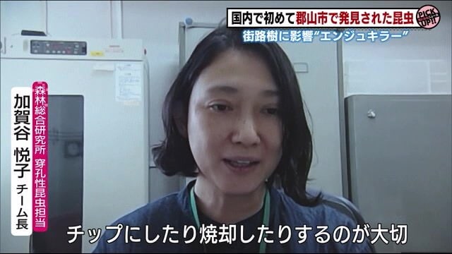 森林総合研究所穿孔性昆虫担当チーム長・加賀谷悦子さん