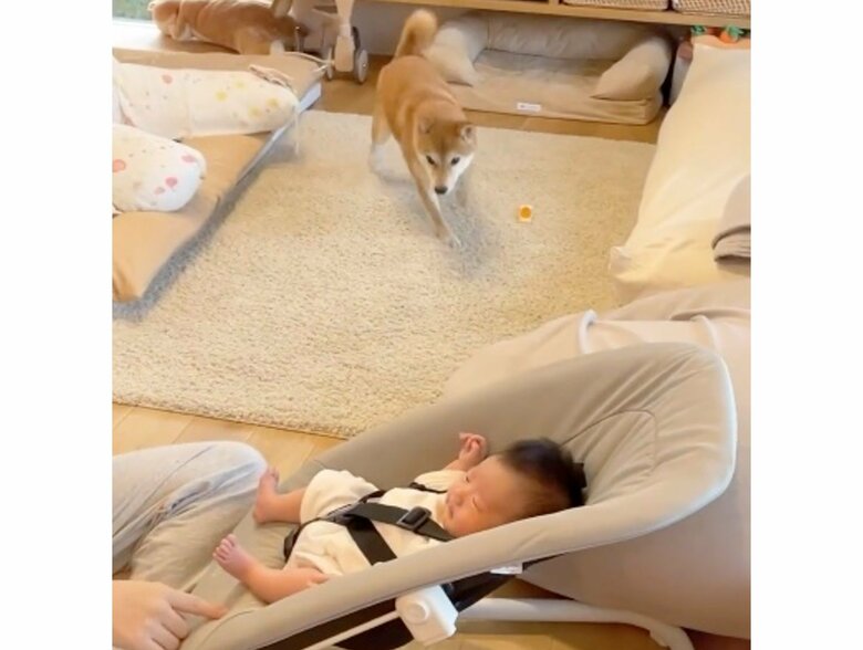 何だ！？と駆けつけてきた（提供：柴犬りんご郎 YouTube ）