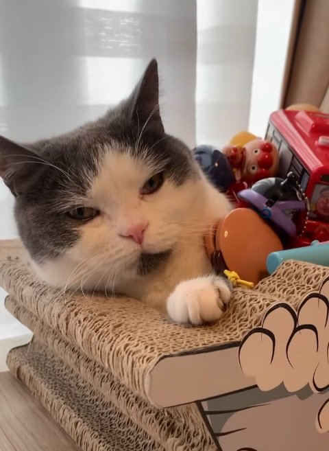 「やーめーろーやー」