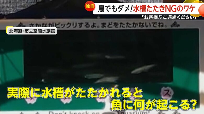 水族館でよく見かける「まどをたたかないでね」などの注意書き