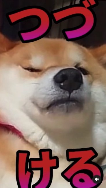 提供：柴犬スティーブch【コーギーと猫を添えて】さん