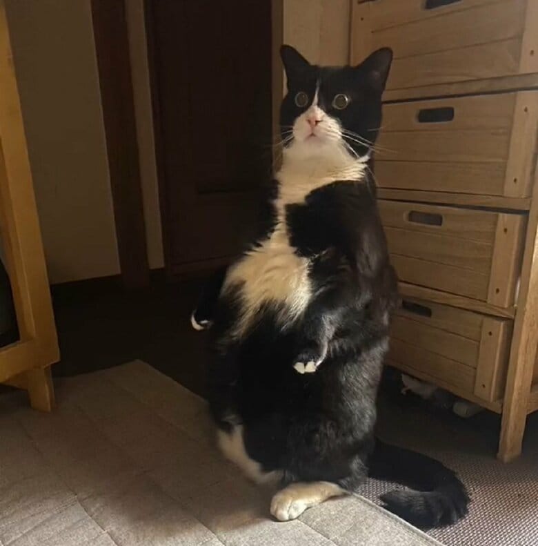 目をまん丸くして一点を見つめている