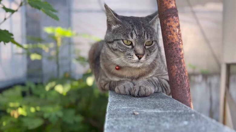 鋭い眼光で警備中？