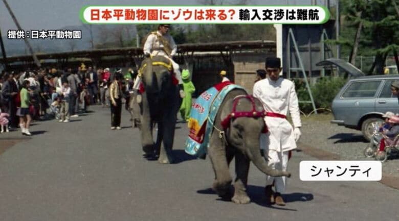 来園当初のシャンティ
