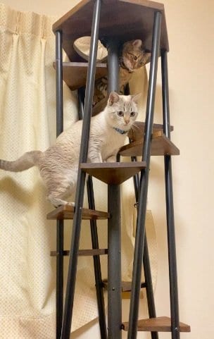 先住猫の「レオン」くんに遊び方を教わるくう君