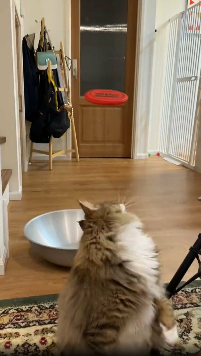 提供：しろあん でっかい北欧猫さん